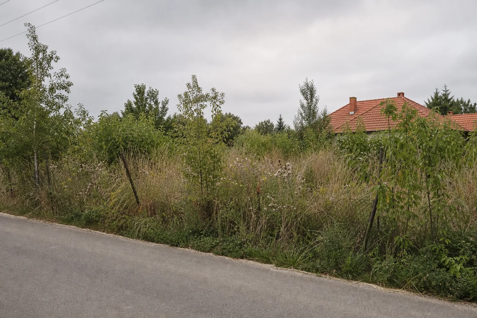 Elhanyagolt, derékig érő gazzal benőtt telek a kaszálás előtt